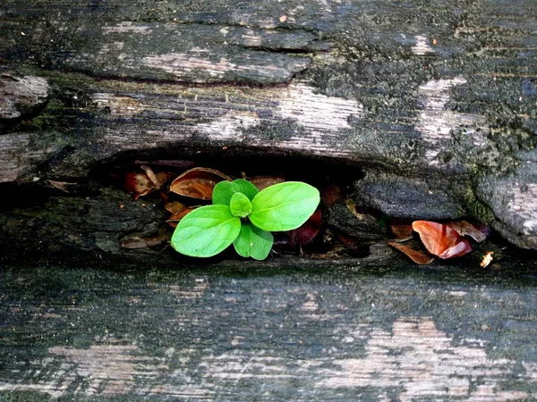 Sprouts Growing Old Tree Stump Recycled Tree Stump Growing New — Stock Photo, Image