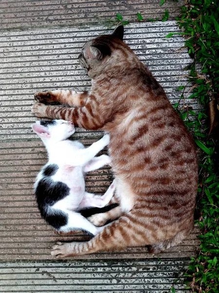 Zwei Sibs Beleuchtete Kleine Katzen Kätzchen Schlafen Zusammen Auf Dem — Stockfoto