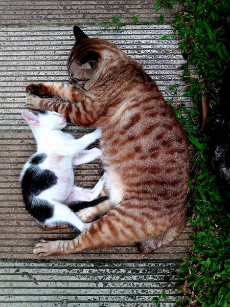 Dwa Rodzeństwa Podświetlany Mały Koty Kotki Spanie Razem Miękkie Podłoża — Zdjęcie stockowe