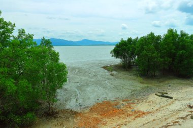 Mangrove, Tayland Mangrove ormanı