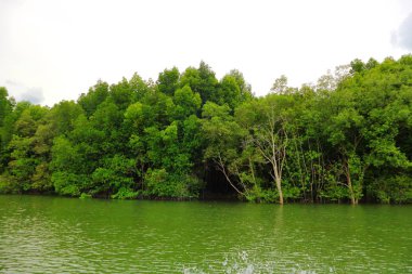Mangrove, Tayland Mangrove ormanı