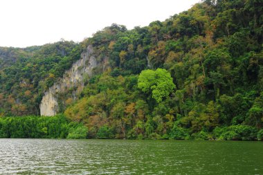 Mangrove, Tayland Mangrove ormanı