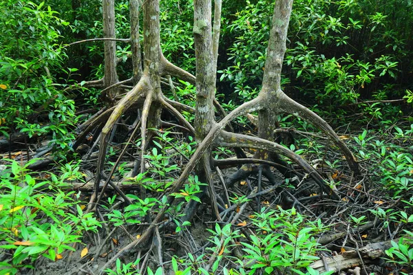 Scenic Mangrove Forest Ecosystem Mangrove Roots — Stock Photo, Image