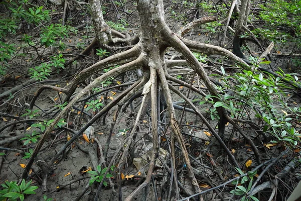 Мальовничі Мангрових Лісів Екосистеми Мангрових Коріння — стокове фото