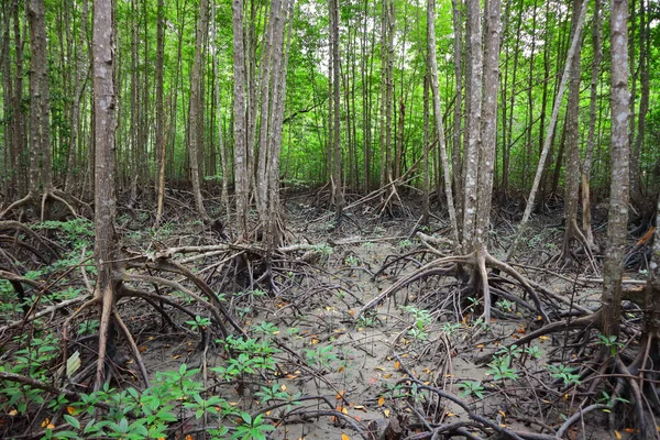 Scenic mangrove forest ecosystem with Mangrove roots