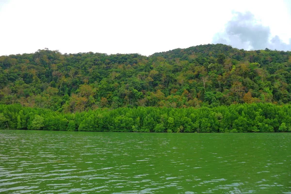 Mangrove Tayland Mangrove Ormanı — Stok fotoğraf