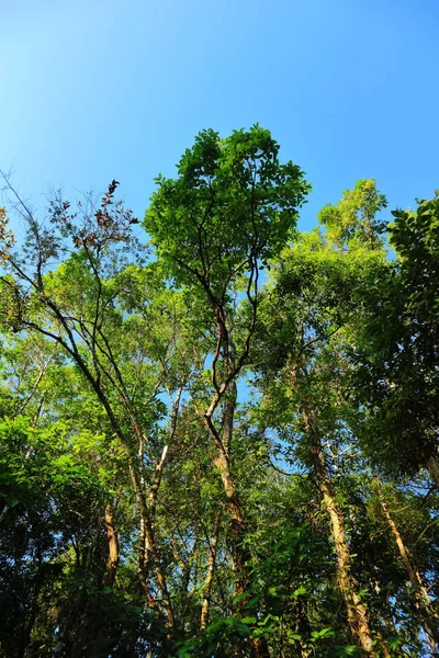 Árvores Altas Vistas Baixo Para Cima — Fotografia de Stock