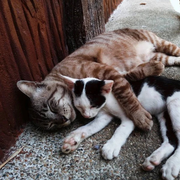 Dois Filhotes Iluminados Gatos Pequenos Gatinhos Dormindo Juntos Chão Pelúcia — Fotografia de Stock