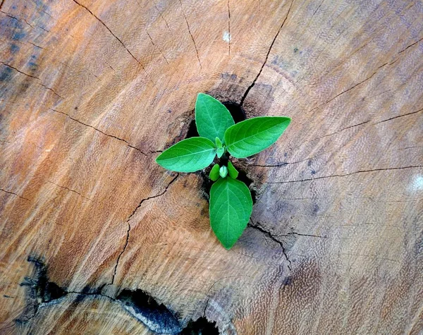 Strong Development Business Success Concept Small Tree Young Plant Growing — Stock Photo, Image