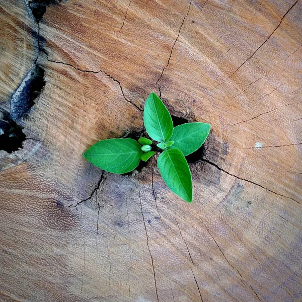 Forte Desenvolvimento Como Negócio Conceito Sucesso Pequena Árvore Planta Jovem — Fotografia de Stock