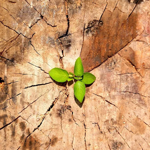 Ισχυρή Και Ανάπτυξη Επαγγελματίες Και Επιτυχία Έννοια Μικρό Δέντρο Νεαρό — Φωτογραφία Αρχείου