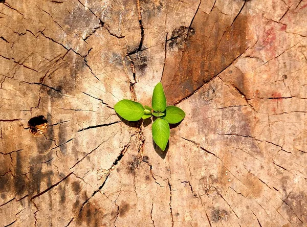 Forte Desenvolvimento Como Negócio Conceito Sucesso Pequena Árvore Planta Jovem — Fotografia de Stock
