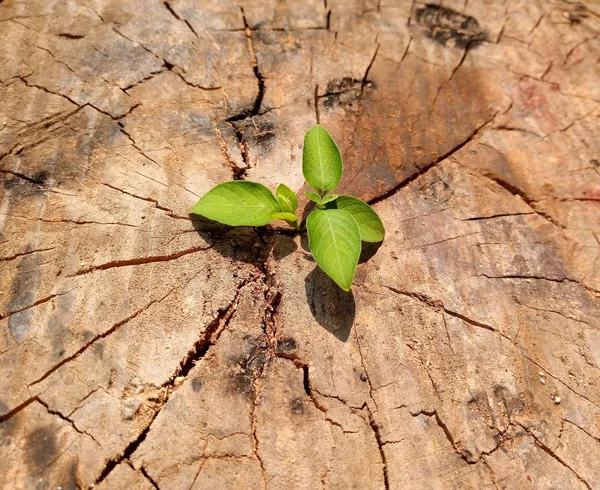 Strong Development Business Success Concept Small Tree Young Plant Growing — Stock Photo, Image
