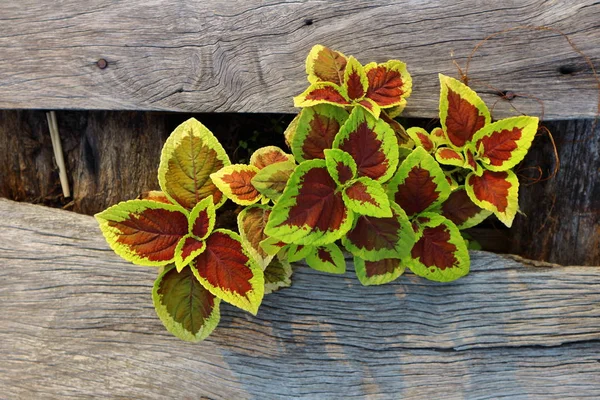 Sterke Ontwikkeling Als Bedrijfs Succes Concept Kleine Boom Jonge Plant — Stockfoto