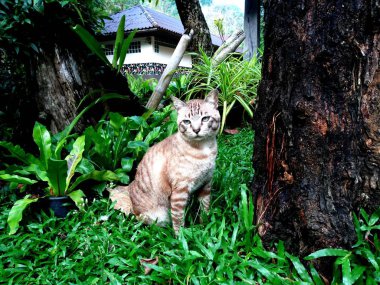 Bahçe içinde yerli kedi