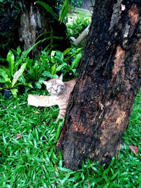 Bahçe içinde yerli kedi