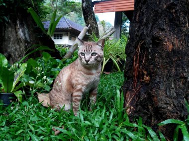 Bahçe içinde yerli kedi