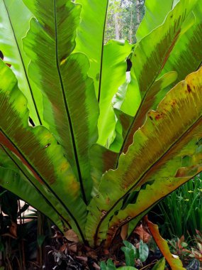 Kuş yuvası Fern Asplenium nidus bahçede