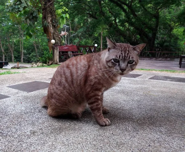 特写镜头的一个美丽的蓬松姜猫 — 图库照片