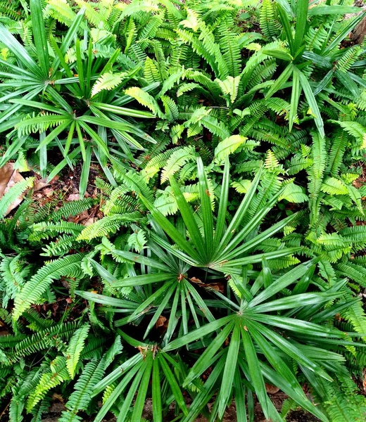 Doğal Fern Dekor Closeup Fotoğraf Yaprak Tropikal Yeşil Üstten Görünüm — Stok fotoğraf