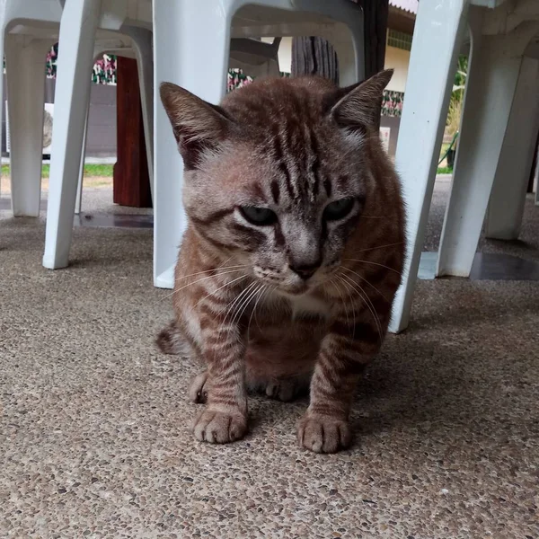 Lähikuva Kaunis Pörröinen Inkivääri Kissa — kuvapankkivalokuva