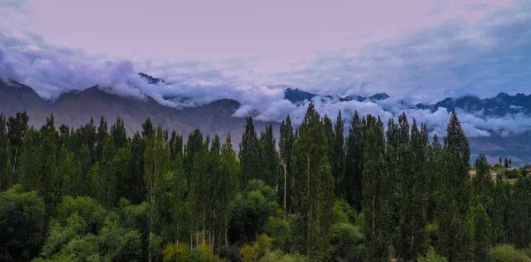 Árvore Frente Paisagem Montanha — Fotografia de Stock