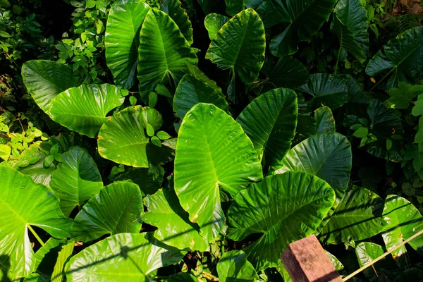 Oreja Elefante Colocasia Esculenta Hojas Con Luz Solar —  Fotos de Stock