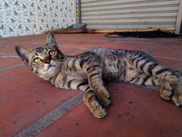 Bezdomny Kot Leżący Chodniku — Zdjęcie stockowe