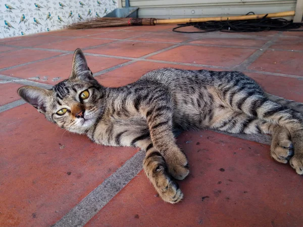 Gato Sin Hogar Acostado Pavimento — Foto de Stock