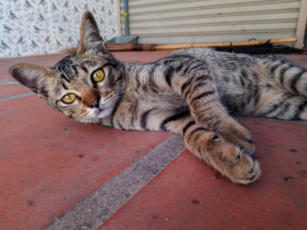 Sem Teto Gato Deitado Pavimento — Fotografia de Stock