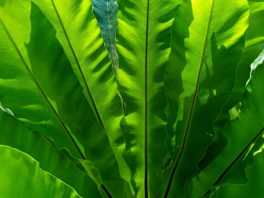 Kuş yuvası eğreltiotu yaprağı ve güneş ışığı