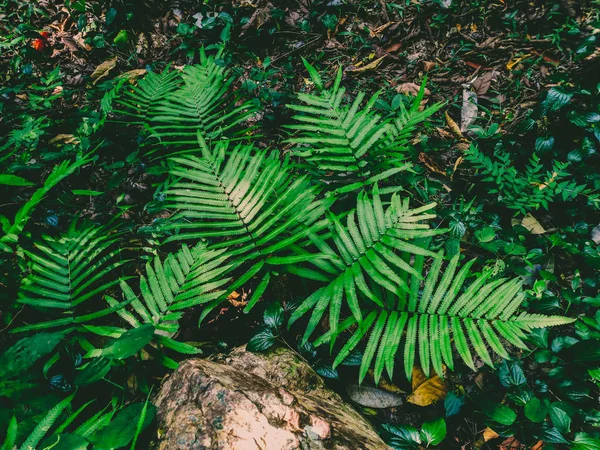 Green Leaf Fern Forest — Stock Photo, Image