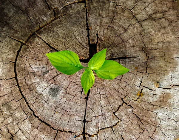 Planta Crescendo Fora Toco Árvore — Fotografia de Stock