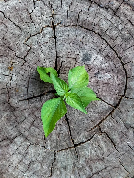 Ağaç Kütüğünden Büyüyen Bitki — Stok fotoğraf