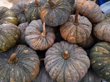 Balkabağı dağı. Bir sürü büyük balkabağı. Bir avuç balkabağı.. 