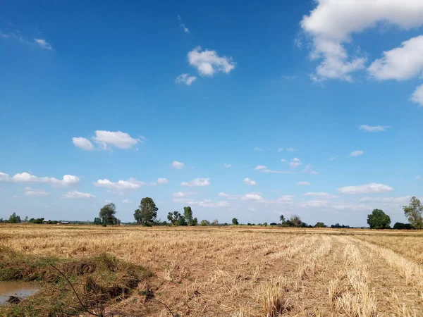 Droog Dorre Land Met Mislukte Gewassen Als Gevolg Van Klimaatverandering — Stockfoto