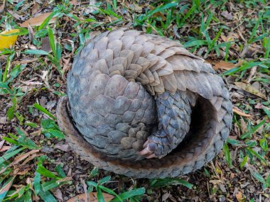Pangolin çim üzerinde topa yuvarlandı yatıyor
