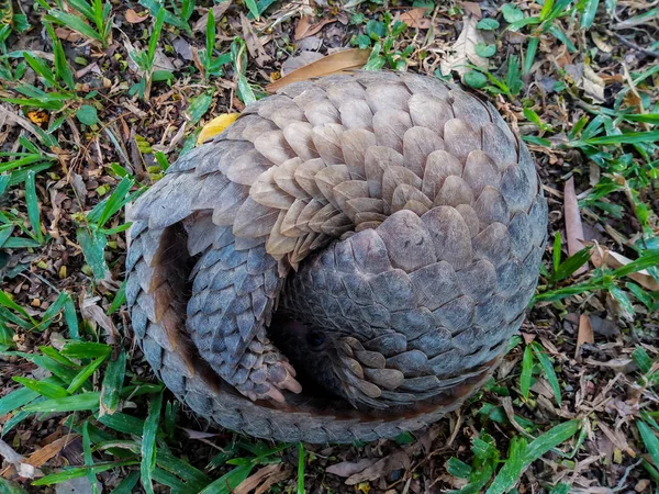 Pangolin çim üzerinde topa yuvarlandı yatıyor