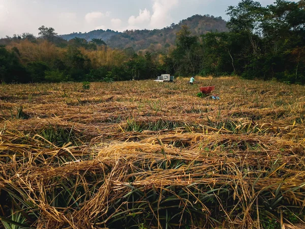 Paysage Plantation Ananas Thaïlande — Photo