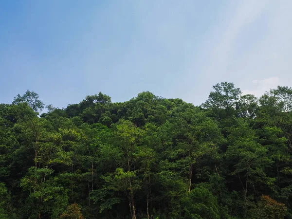 Forest Trees Sky — Stock Photo, Image