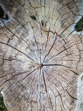 old tree stump backgrounds