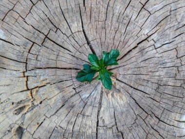 Bir ağaç kütüğü dışında büyüyen bitki