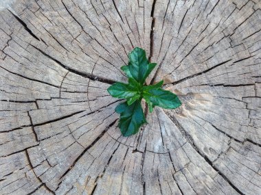 Bir ağaç kütüğü dışında büyüyen bitki