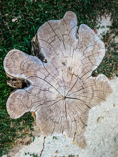 Old Tree Stump Backgrounds — Stock Photo, Image