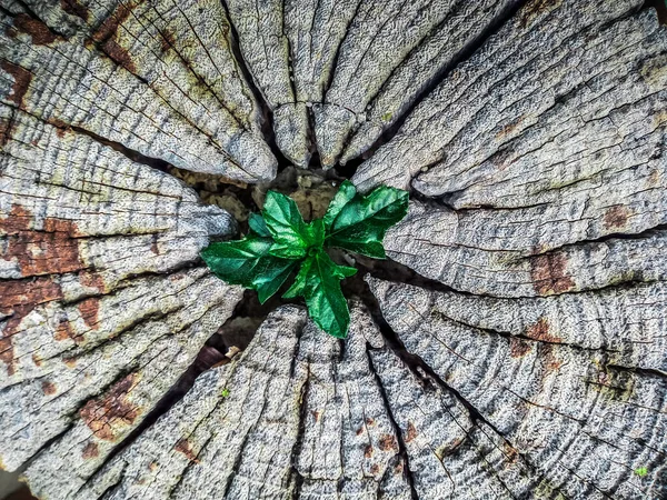 Pflanze Wächst Aus Einem Baumstumpf — Stockfoto