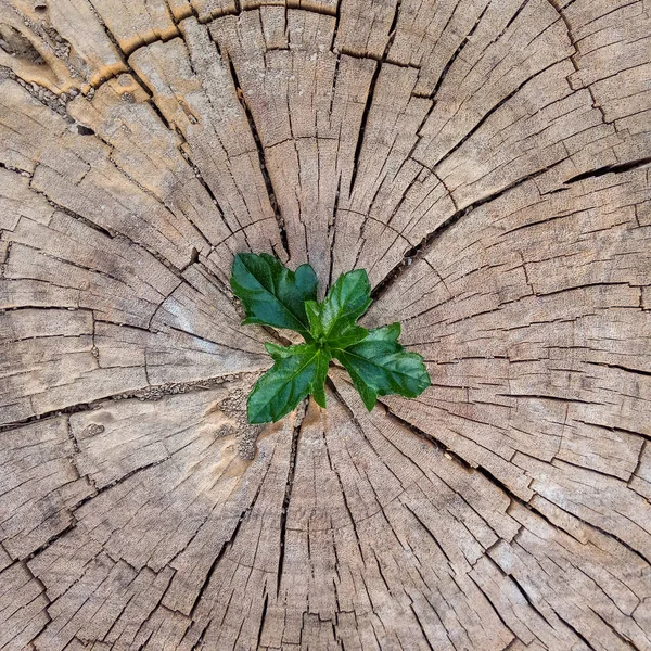 Planta Crescendo Fora Toco Árvore — Fotografia de Stock