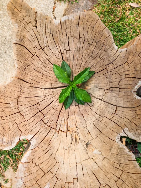 Planta Crescendo Fora Toco Árvore — Fotografia de Stock