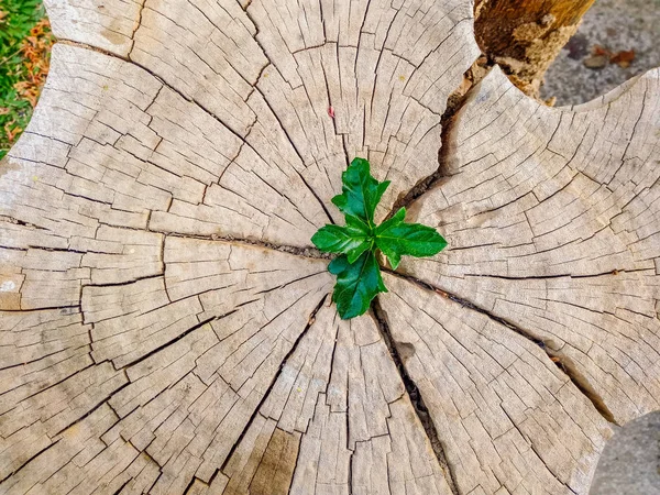 Planta Crescendo Fora Toco Árvore — Fotografia de Stock