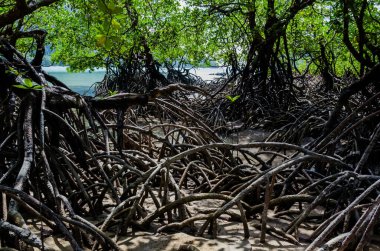 Tayland 'ın Surin Adası' ndaki sahil boyunca tropik mangrov ormanı