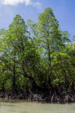 Tayland 'ın Surin Adası' ndaki sahil boyunca tropik mangrov ormanı